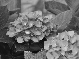 Flowers, hydrangea