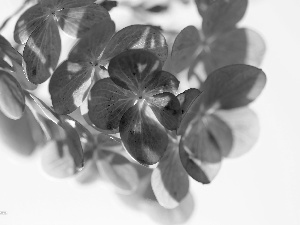 hydrangea, Flowers