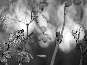 hydrangea, dry, Flowers