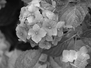 hydrangea, nature, Flowers