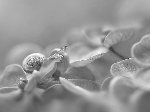 hydrangea, snail, Flowers