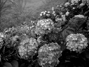 Flowers, hydrangea