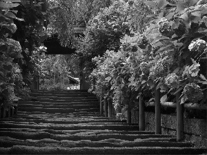 old, Blue, hydrangea, Stairs