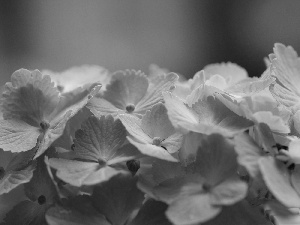 hydrangea, Flowers, Pink