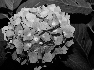 blue, hydrangea, rapprochement, Colourfull Flowers