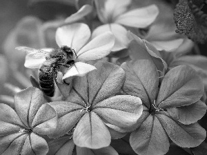 hydrangea, bee, Violet