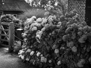 house, color, hydrangeas, Garden