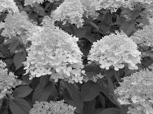 White, hydrangeas