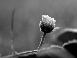 frozen, crystals, ice, daisy