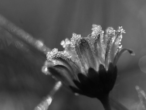 frozen, crystals, ice, daisy