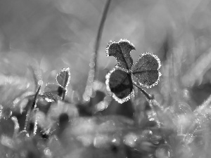 frozen, crystals, ice, trefoil