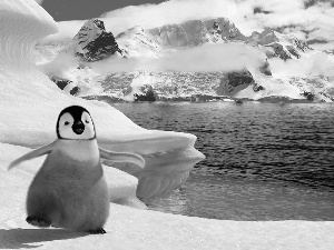 ice, penguin, Mountains