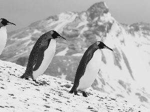 Ice, penguin, mountains