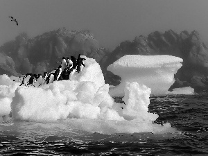 penguin, mountains, Ice, seagull