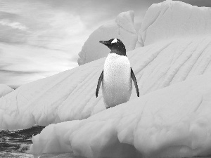 penguin, Iceberg