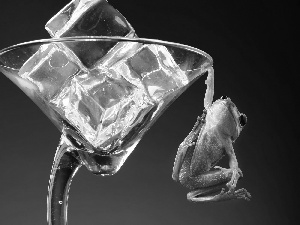 frog, glass, Funny, Icecream