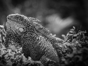 grass, lizard, Green Iguana