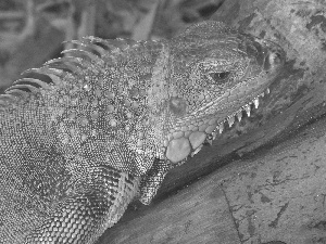 Green, Iguana
