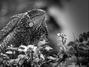 Green Iguana, lizard, Flowers, Iguana