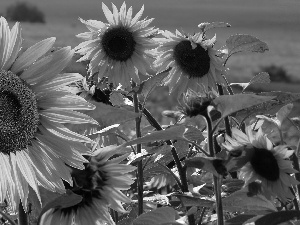 illuminated, Nice sunflowers