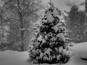 illuminated, christmas tree, viewes, snow, trees