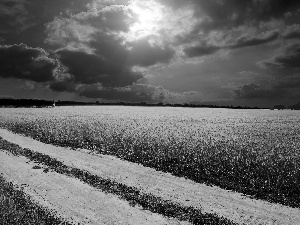 imminent, clouds, Field, cereals, Way