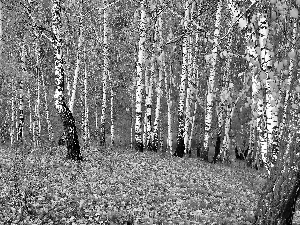 autumn, forest, car in the meadow, birch