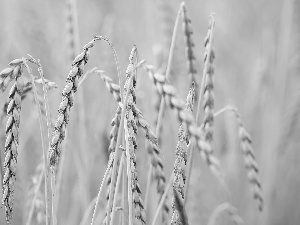 corn, Ears, rapprochement, inclined