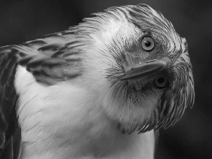 inclined, Head, Eyes, nose, buzzard