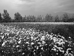 papavers, viewes, lavender, Meadow, trees, incursion, chamomile