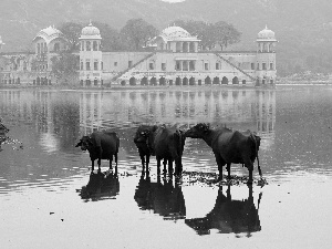 Cows, palace, india, birds