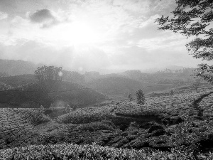 plantation, Munnar, india, tea