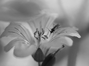 Insect, Black, Violet, Colourfull Flowers, geranium