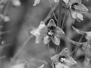 Blue, dumbledor, Insect, Flowers