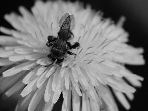 bee, Colourfull Flowers, Insect