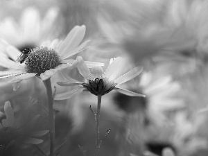 daisy, Flowers, Insect, White