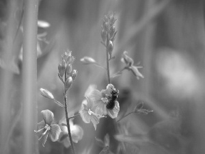 Insect, Blue, Flowers