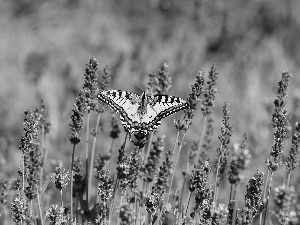 butterfly, Insect, lavender, Oct Queen