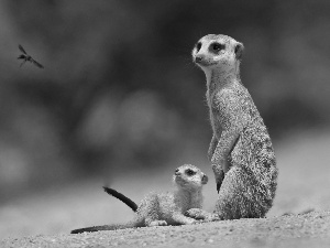 Meerkats, Insect