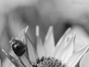 Sunflower, Insect