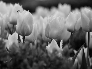 Insect, Yellow, Tulips