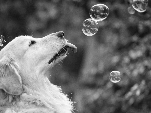 dog, soap, Golden Retriever, interesting eyes