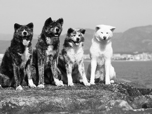 Inu, Rocks, puppies, Akita, four