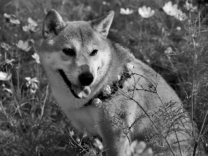 Flowers, Cosmos, Shiba inu, dog-collar, dog