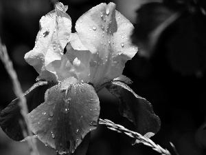 drops, Colourfull Flowers, iris