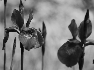 iris, Siberian Iris