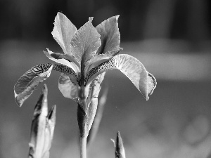 iris, Siberian Iris