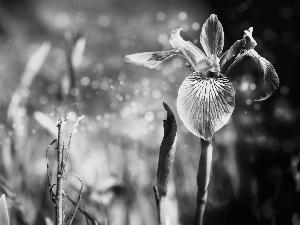 Violet, iris