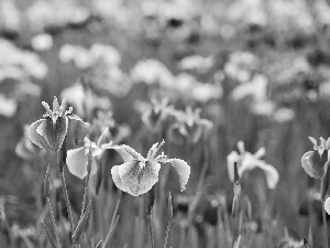 Irises, Flowers, color