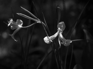 ligh, Flowers, flash, Irises, White, sun, luminosity